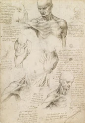 Superficial Anatomy of the Shoulder and Neck (recto)